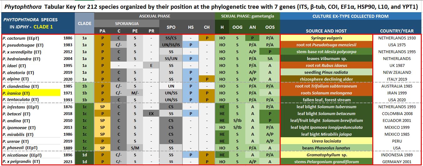    Phytophthora  spp. in subclade 1b:  Morphological Tabular key (PDF) and Tabular key legends (PDF) in IDphy2 KEY SECTION. Notice the data of   P. iranica  Ex-type CBS 374.72 = Samp;T BL 40 . Gloria Abad, USDA Samp;T.
